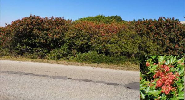 Fruiting Brazilian Peppertree - Cut & Treat (per 12 in. of height)