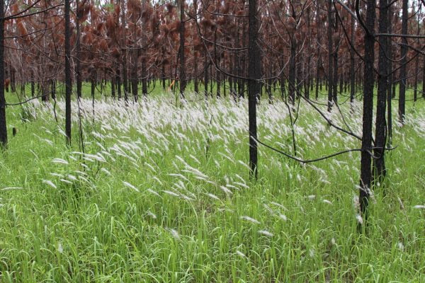 Cogongrass Treatment (per 1,000 sq.ft./93 sq.m.)