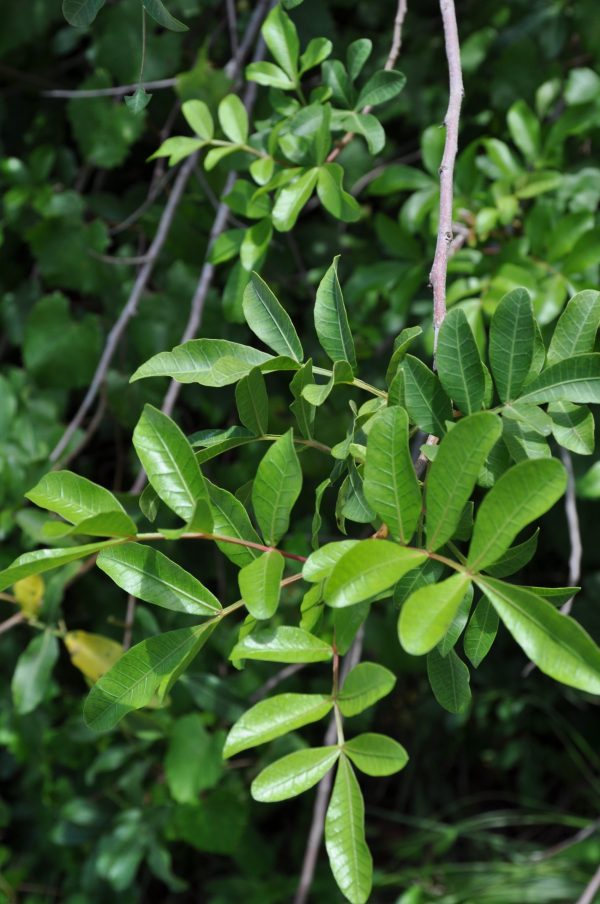 Non-Fruiting Brazilian Peppertree - Cut & Treat (per 12 in. of height)