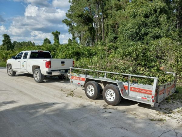 Removal of Extra Large Invasive, Non-Native Yard Waste in Polk County Florida