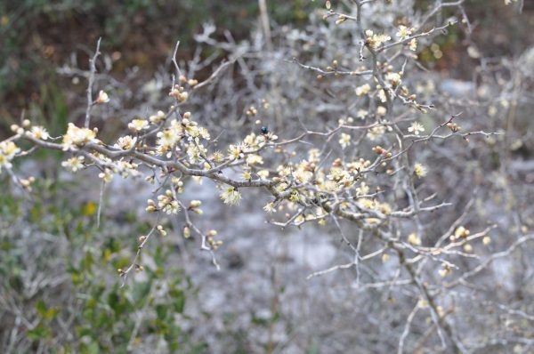 Install Scrub Plum (Prunus geniculata) at Your Site