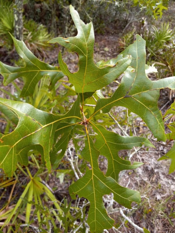 Install Native Oak (Quercus) at Your Site - Image 4