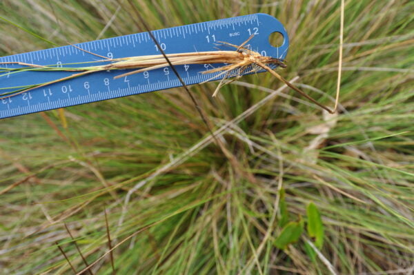 Install Southern Wiregrass (Aristida beyrichiana) at Your Site - Image 2