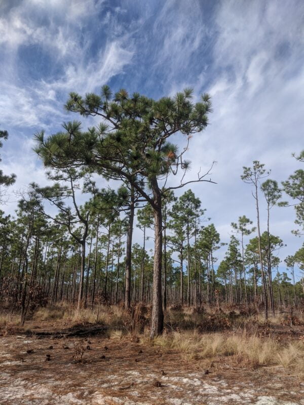 Install Longleaf Pine (Pinus palustris) at Your Site - Image 6