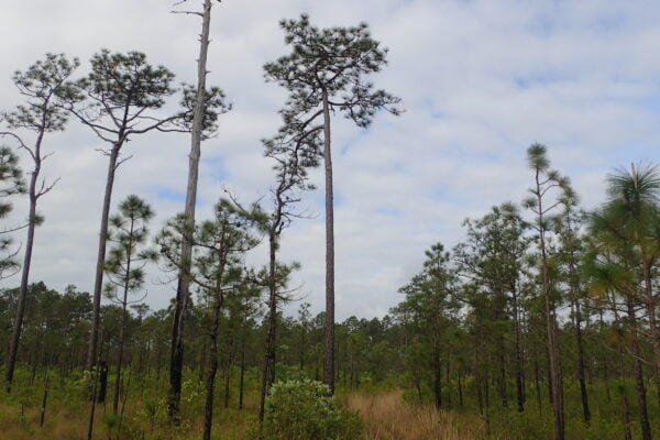 Install Longleaf Pine (Pinus palustris) at Your Site - Image 3