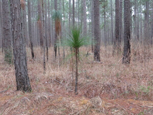 Install Longleaf Pine (Pinus palustris) at Your Site - Image 2