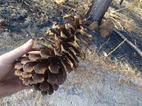 Install Longleaf Pine (Pinus palustris) at Your Site - Image 4