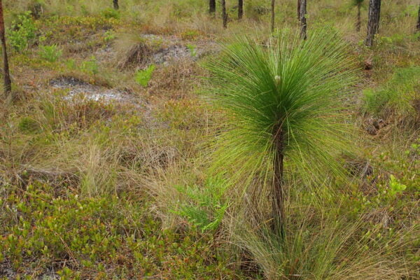 Install Longleaf Pine (Pinus palustris) at Your Site - Image 5