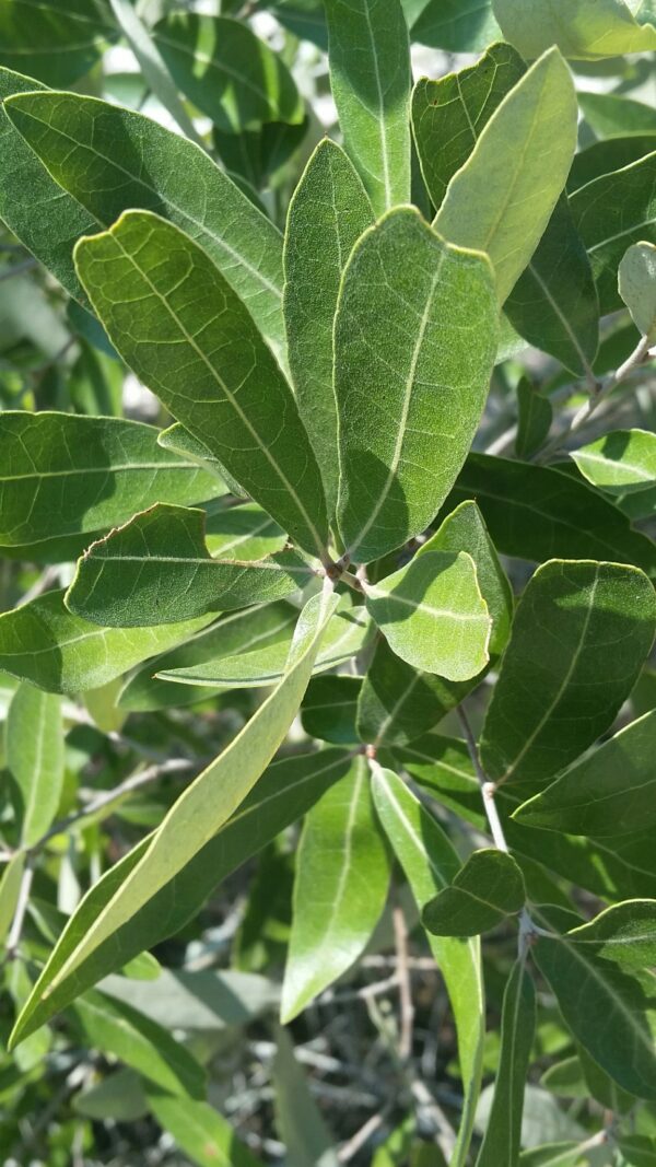 Install Native Oak (Quercus) at Your Site - Image 2