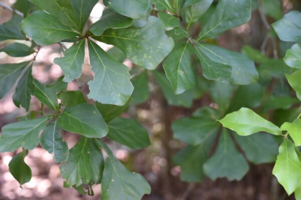 Install Native Oak (Quercus) at Your Site - Image 3