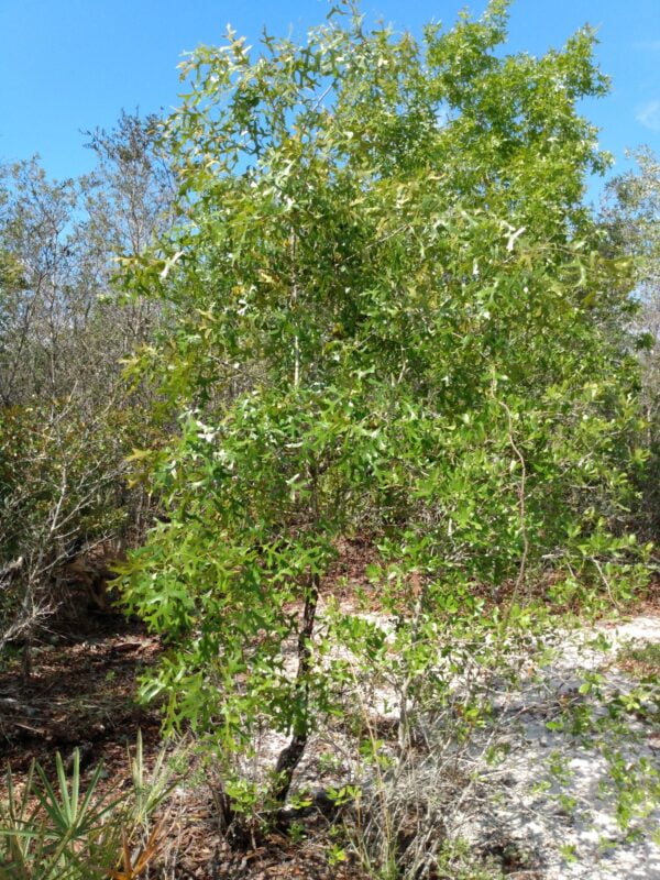 Install Native Oak (Quercus) at Your Site
