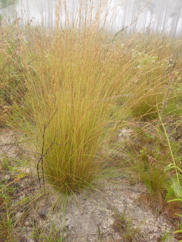 Install Southern Wiregrass (Aristida beyrichiana) at Your Site