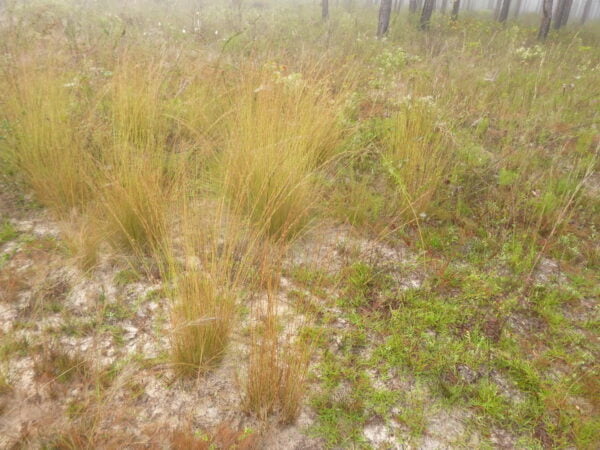 Install Southern Wiregrass (Aristida beyrichiana) at Your Site - Image 3