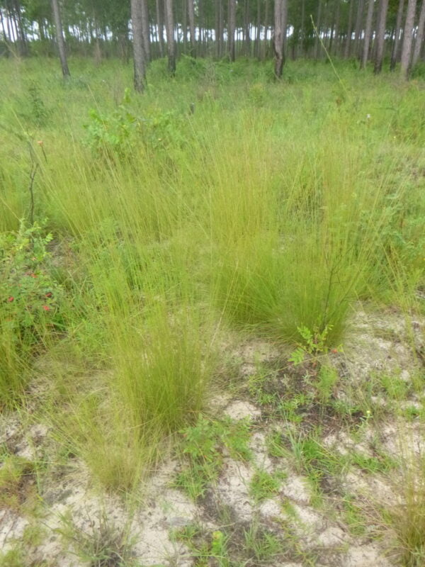 Install Southern Wiregrass (Aristida beyrichiana) at Your Site - Image 4