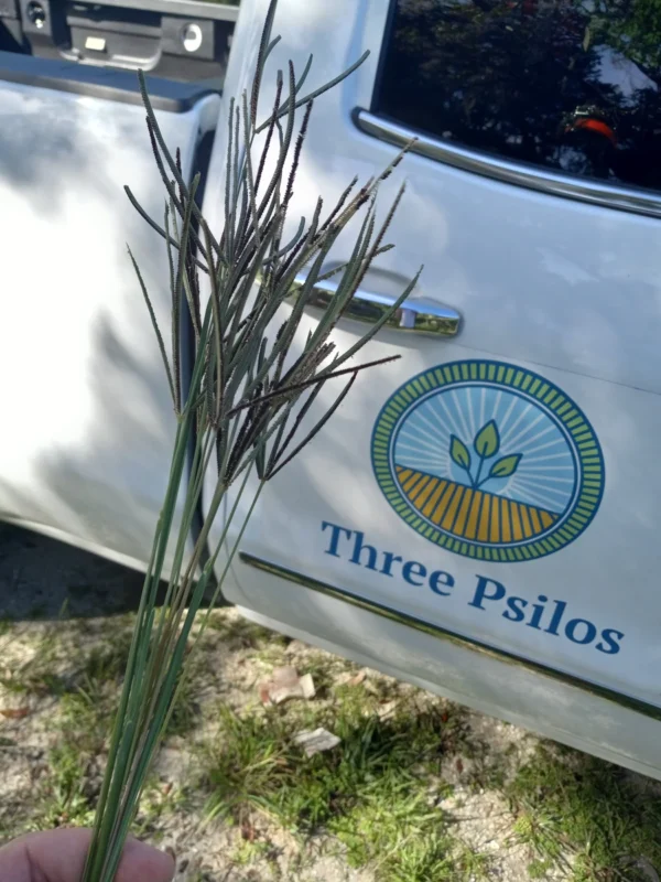 Overseed Native Grasses (per approx 1000 seeds)