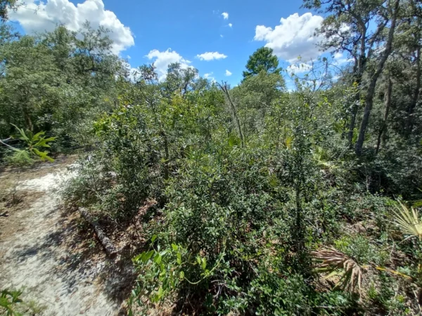 Top Trim Oaks (1000 square foot area)