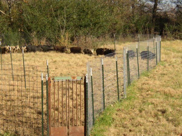 Feral Hog: Trap & Remove