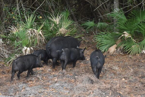 Hog Panel Installation (per foot) - Image 2