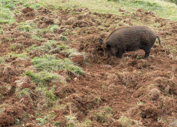 Hog Panel Installation (per foot) - Image 4